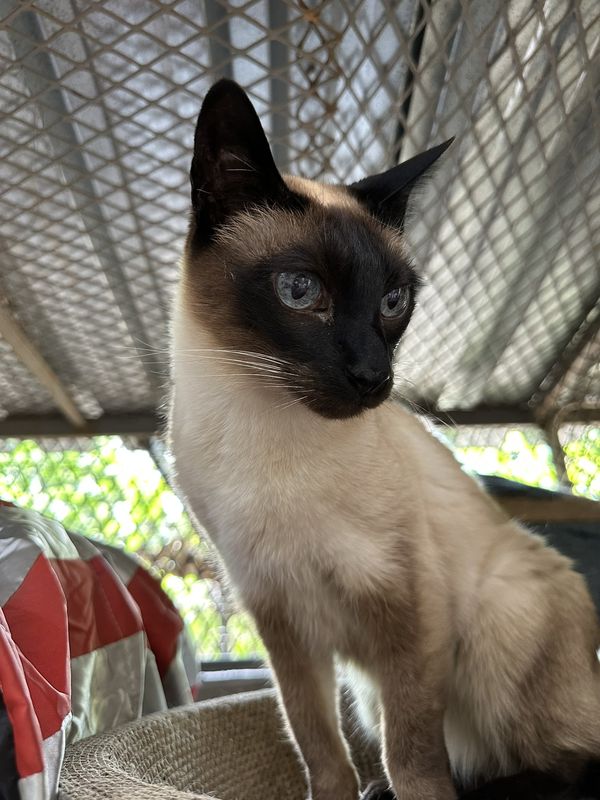 Lexi, a guest at The Cat Hotel this week