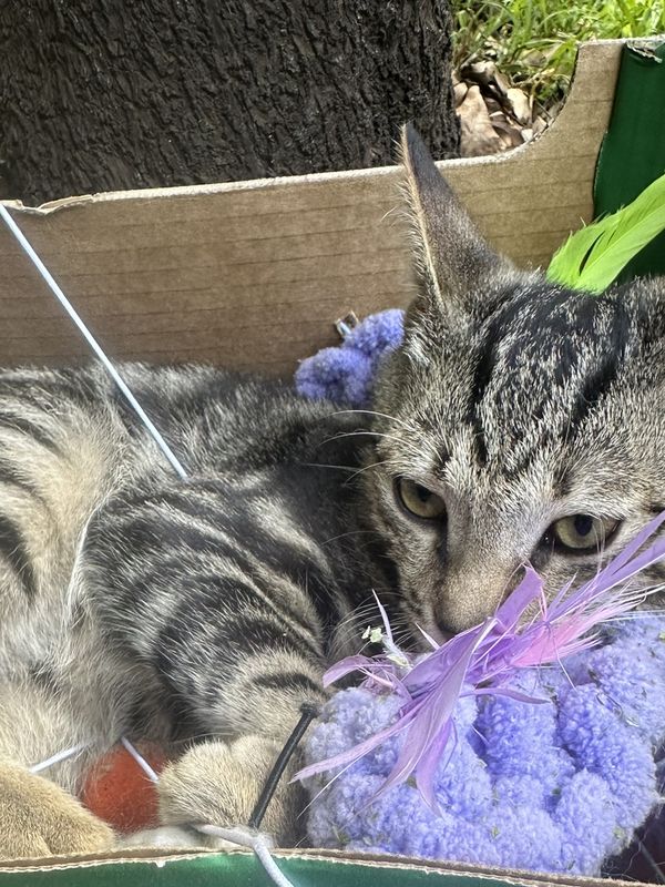 Sanji, a guest at The Cat Hotel this week