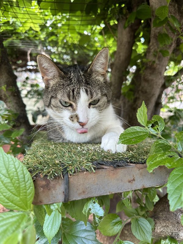 Callie, a guest at The Cat Hotel this week