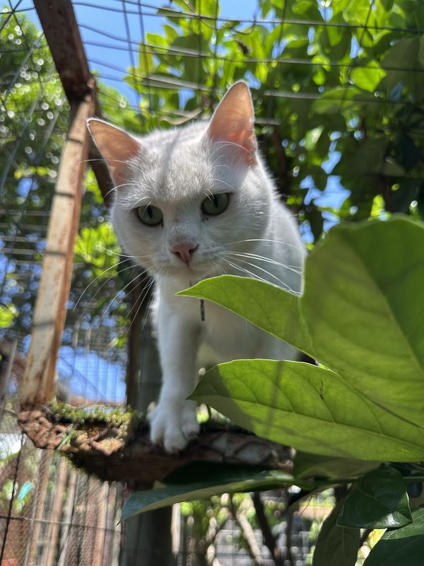 CC, a guest at The Cat Hotel this week