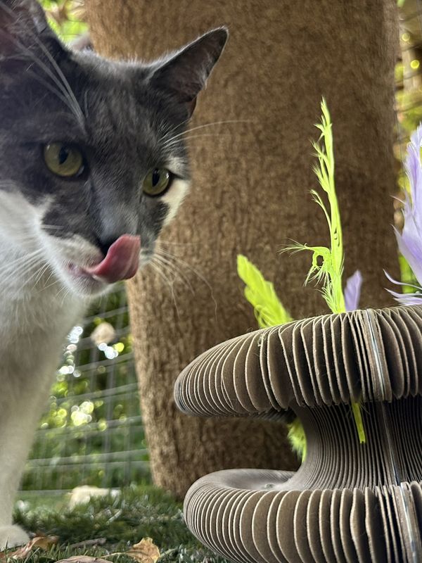 Rio, a guest at The Cat Hotel this week