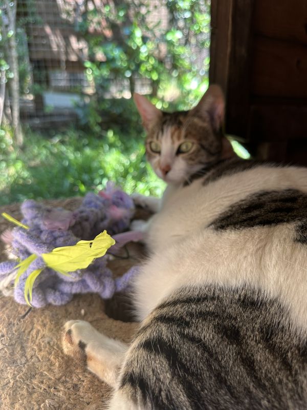 Raka, a guest at The Cat Hotel this week