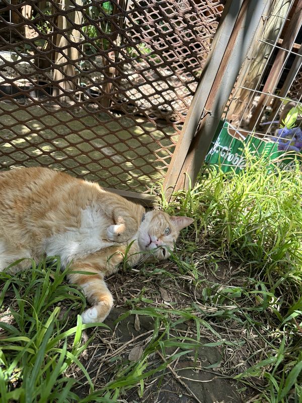 Zuko, a guest at The Cat Hotel this week