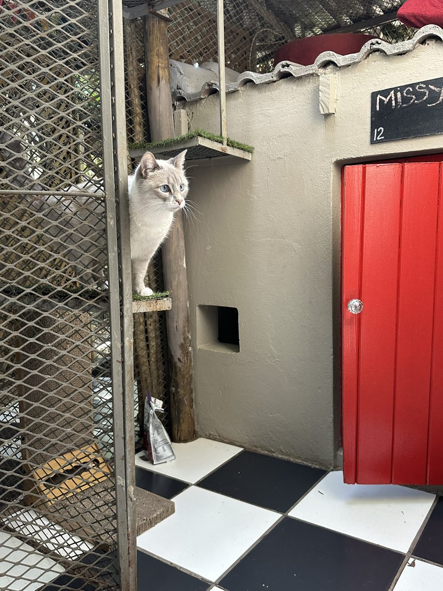 White cat at the red door of a Standard Indoor Villa